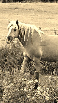 Szary + Sepia