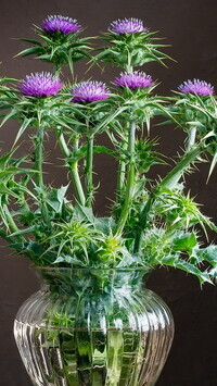 Oryginalny obrazek