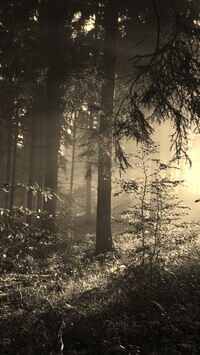Szary + Sepia