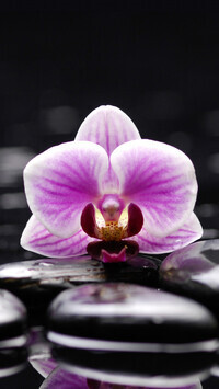 Oryginalny obrazek