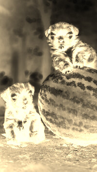 Sepia + Negatyw