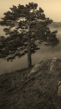 Szary + Sepia