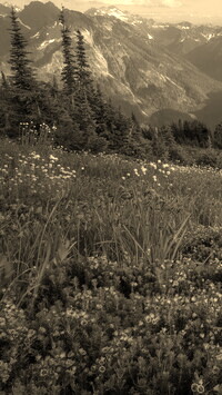 Sepia