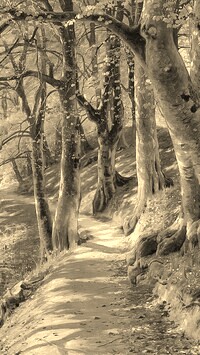Szary + Sepia