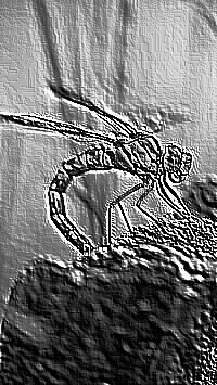Skamielina
