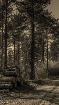 Szary + Sepia