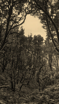 Szary + Sepia