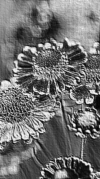 Skamielina