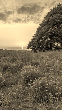 Szary + Sepia