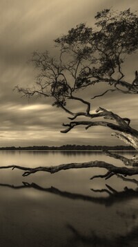 Szary + Sepia