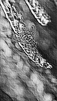 Skamielina