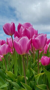 Oryginalny obrazek