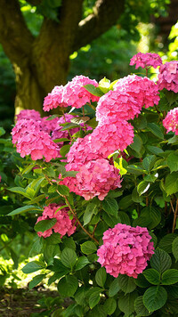 Oryginalny obrazek