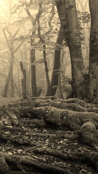 Szary + Sepia