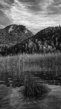 Szary