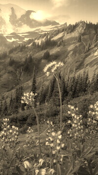 Sepia
