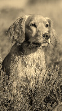 Szary + Sepia