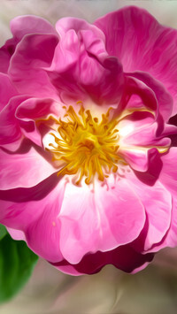 Oryginalny obrazek