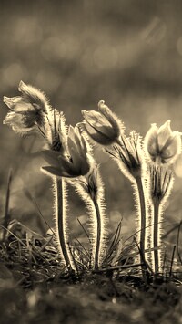 Szary + Sepia