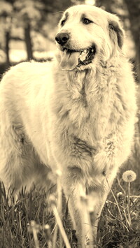 Szary + Sepia