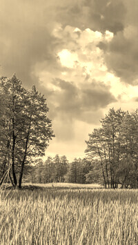 Szary + Sepia