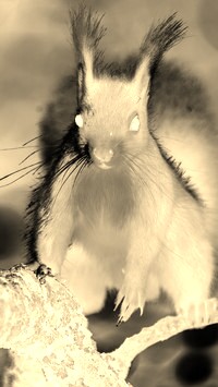 Sepia + Negatyw