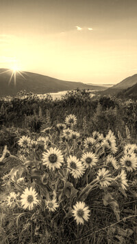 Szary + Sepia