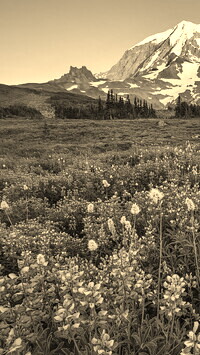 Szary + Sepia
