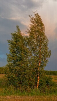 Oryginalny obrazek