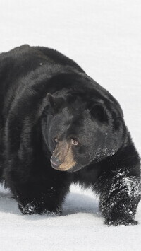 Oryginalny obrazek
