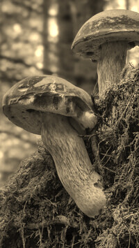 Sepia