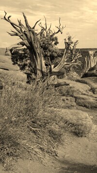 Szary + Sepia