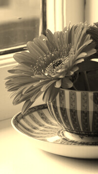 Szary + Sepia