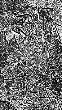 Skamielina
