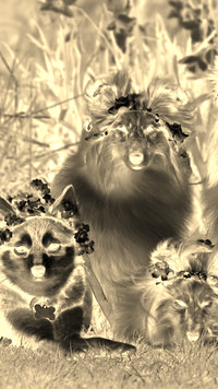 Sepia + Negatyw