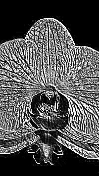 Skamielina