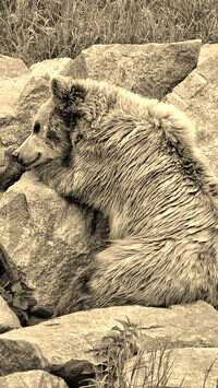 Szary + Sepia