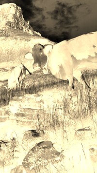 Sepia + Negatyw