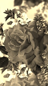 Szary + Sepia