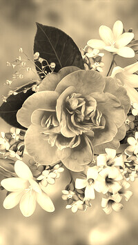 Szary + Sepia