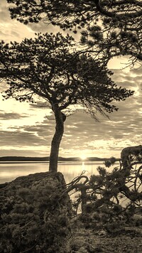 Sepia