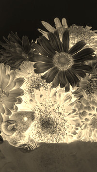 Sepia + Negatyw