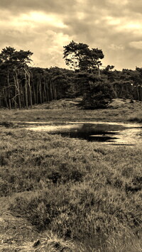 Szary + Sepia