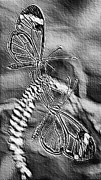Skamielina