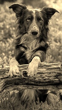 Szary + Sepia
