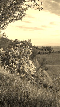 Szary + Sepia