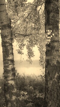 Szary + Sepia