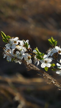 Oryginalny obrazek