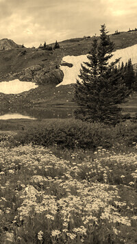 Szary + Sepia