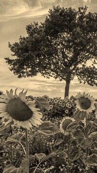 Sepia